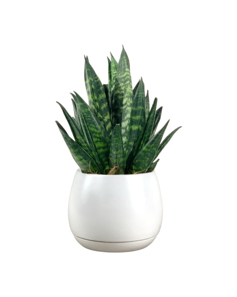 Sansevieria Trifasciata ‘Hahnii Crested’ - addie planter - large/white - Potted plant - Tumbleweed Plants - Online Plant Delivery Singapore