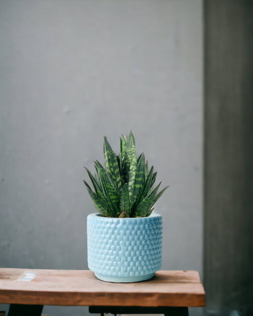 Sansevieria Trifasciata ‘Hahnii Crested’ - bondi cube - Potted plant - Tumbleweed Plants - Online Plant Delivery Singapore