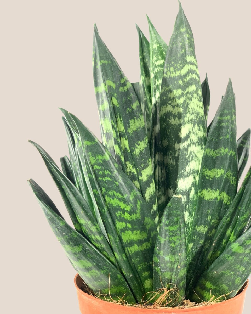 Sansevieria Trifasciata ‘Hahnii Crested’ - grow pot - Potted plant - Tumbleweed Plants - Online Plant Delivery Singapore