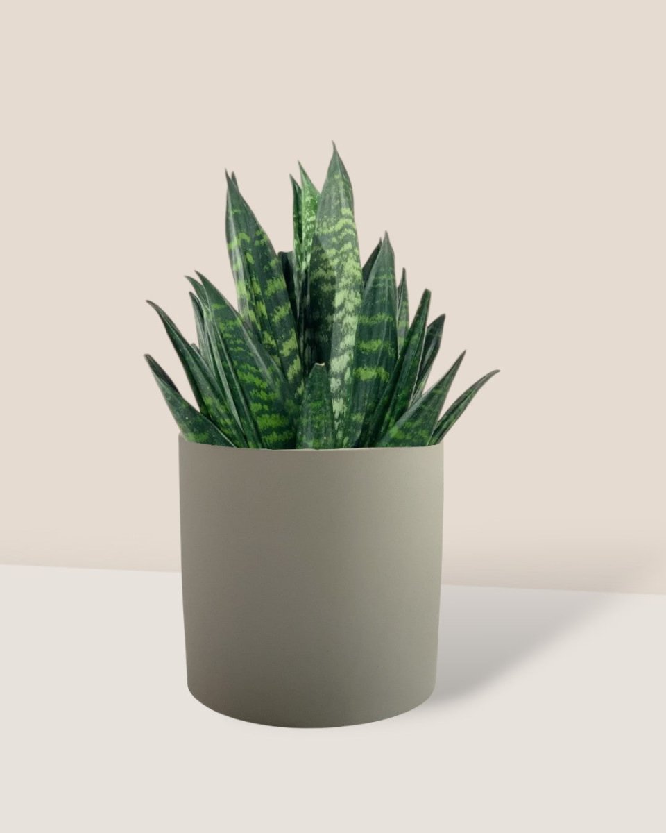 Sansevieria Trifasciata ‘Hahnii Crested’ - taupe mist ceramic pot - large - Potted plant - Tumbleweed Plants - Online Plant Delivery Singapore