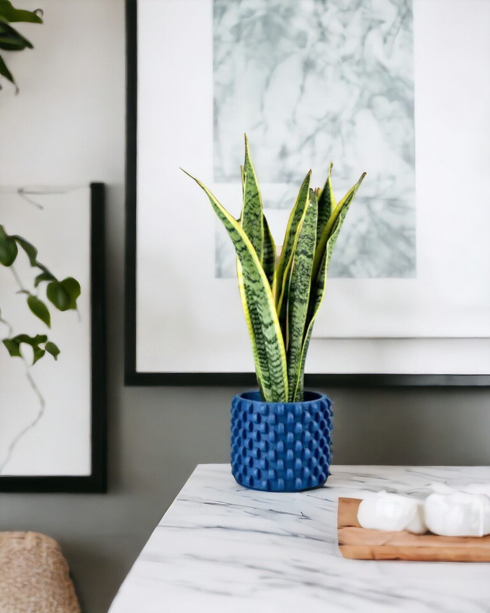 Sansevieria Trifasciata Laurentii - sunday planter - Potted plant - Tumbleweed Plants - Online Plant Delivery Singapore