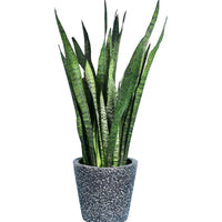 Sansevieria Zeylanica