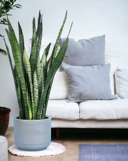 Sansevieria Zeylanica paired with morandi pot