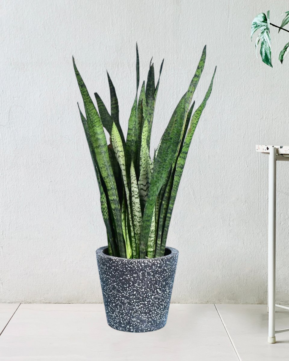 Sansevieria Zeylanica - black terrazzo pot - Potted plant - Tumbleweed Plants - Online Plant Delivery Singapore