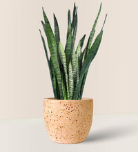 Sansevieria Zeylanica - little egg pot - pink - Potted plant - Tumbleweed Plants - Online Plant Delivery Singapore