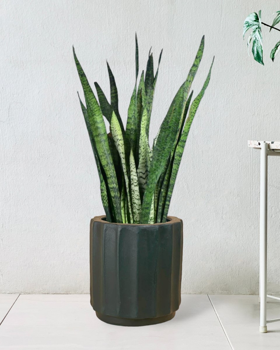 Sansevieria Zeylanica - roman planter - forest green - Potted plant - Tumbleweed Plants - Online Plant Delivery Singapore