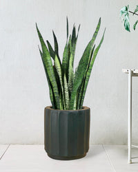 Sansevieria Zeylanica - roman planter - forest green - Potted plant - Tumbleweed Plants - Online Plant Delivery Singapore