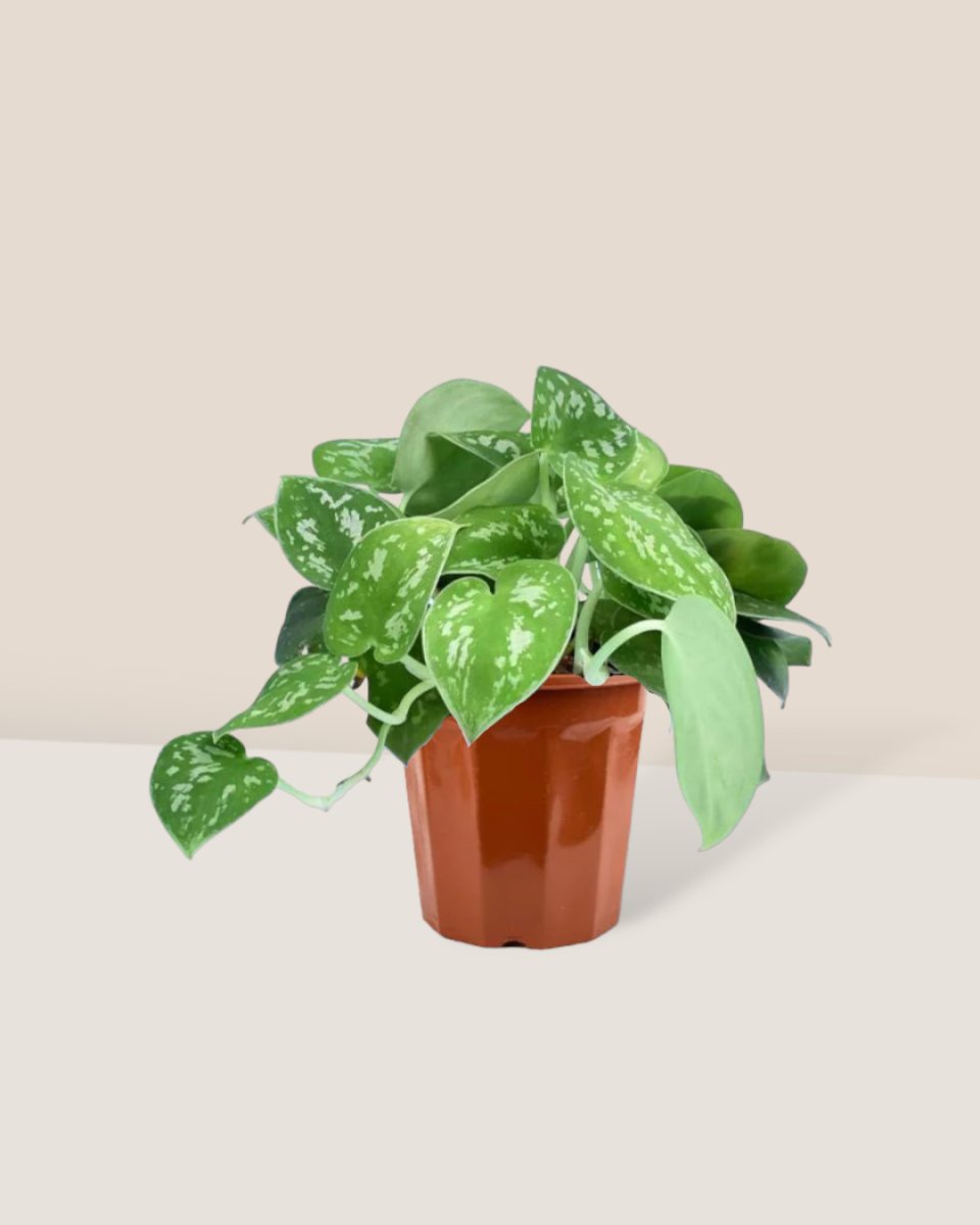 Satin Pothos - grow pot - Potted plant - Tumbleweed Plants - Online Plant Delivery Singapore