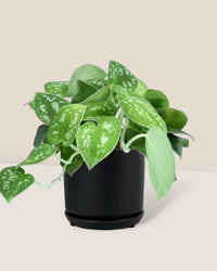 Satin Pothos - little cylinder black with tray planter - Potted plant - Tumbleweed Plants - Online Plant Delivery Singapore