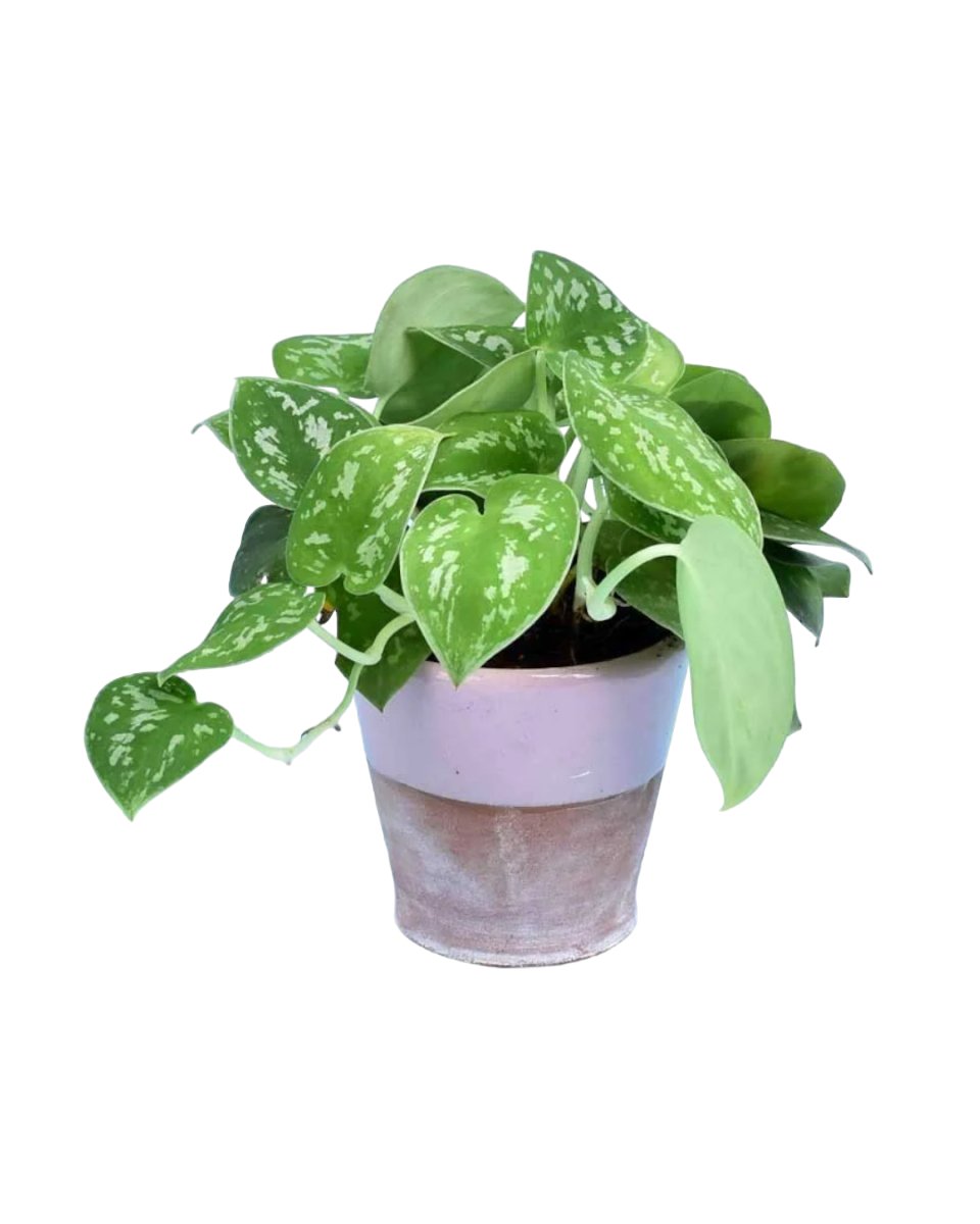 Satin Pothos - Buy Potted plant Online | Tumbleweed Plants