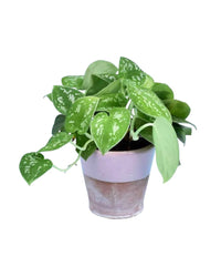 Satin Pothos - misifit tripods - grey - Potted plant - Tumbleweed Plants - Online Plant Delivery Singapore
