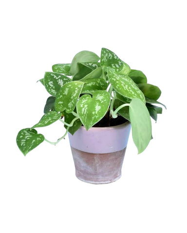 Satin Pothos