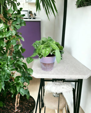 Satin Pothos - misifit tripods - grey - Potted plant - Tumbleweed Plants - Online Plant Delivery Singapore