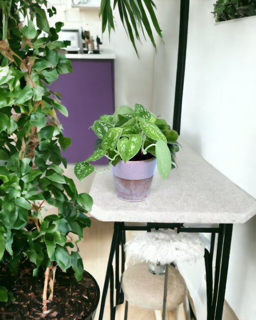 Satin Pothos - misifit tripods - grey - Potted plant - Tumbleweed Plants - Online Plant Delivery Singapore