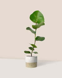 Seagrapes - cream two tone planter - Just plant - Tumbleweed Plants - Online Plant Delivery Singapore