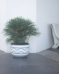 Second Chance: Wide Pot Grey - Pot - Tumbleweed Plants - Online Plant Delivery Singapore