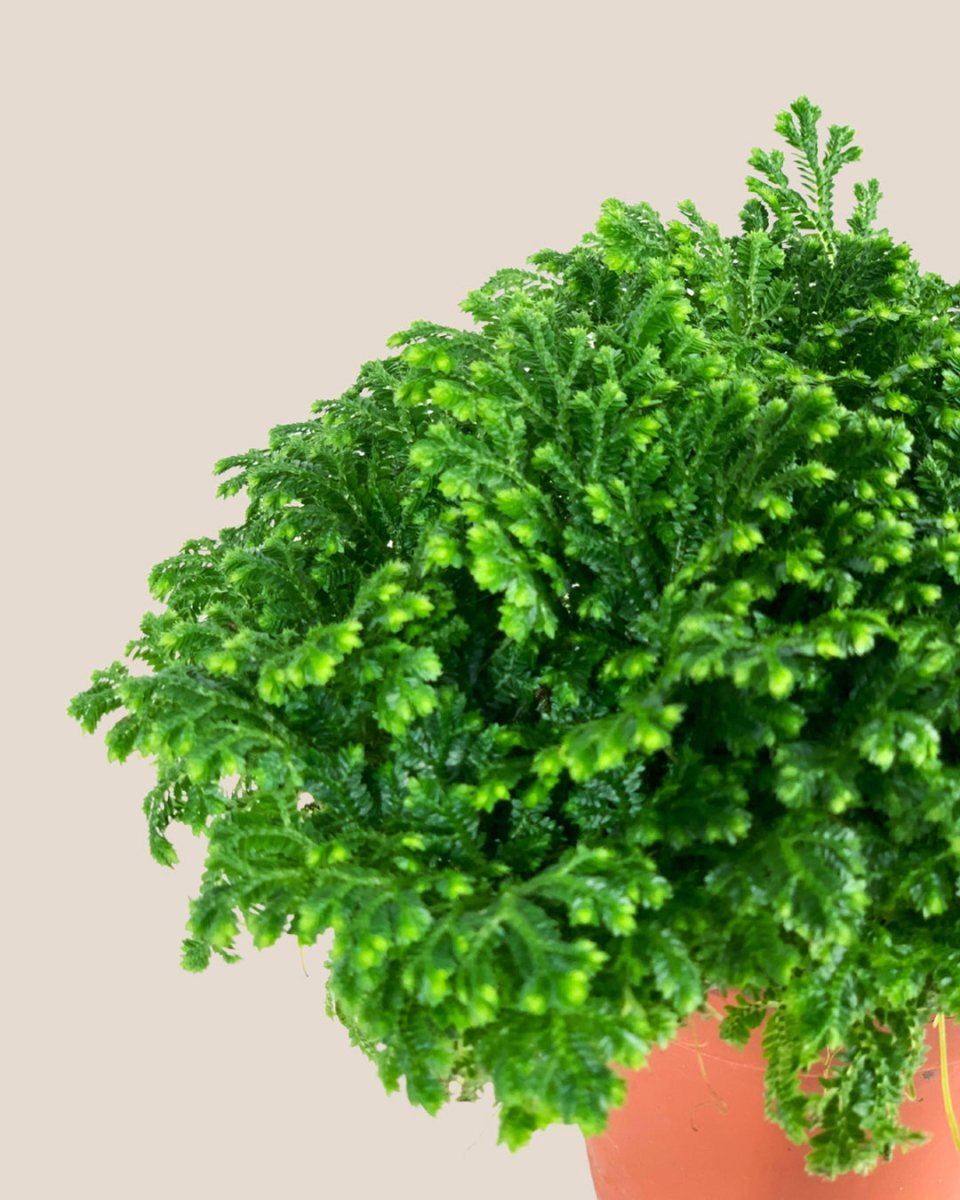 Selaginella Jori - grow pot - Potted plant - Tumbleweed Plants - Online Plant Delivery Singapore