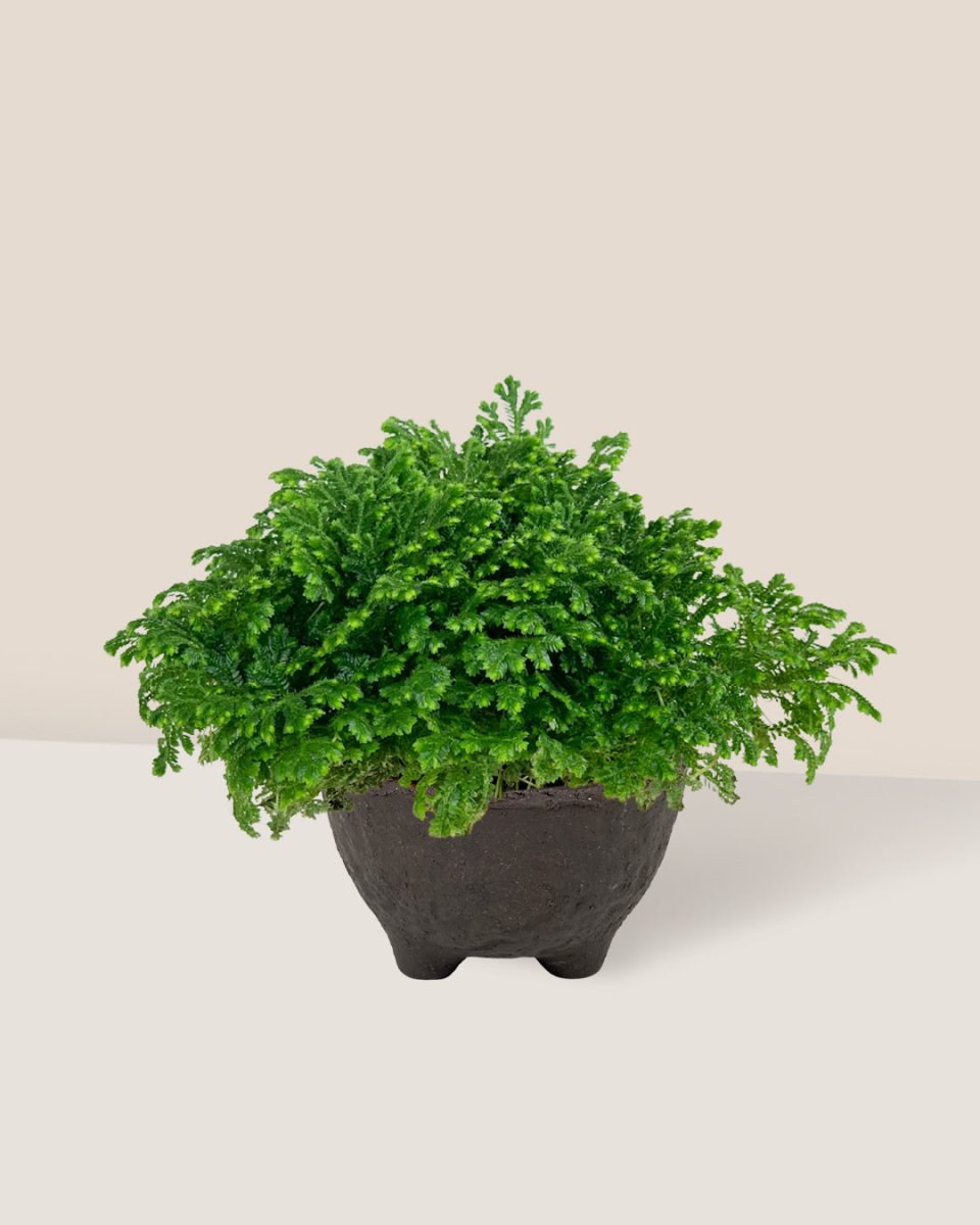 Selaginella Jori - wabi sabi coal planter - Potted plant - Tumbleweed Plants - Online Plant Delivery Singapore