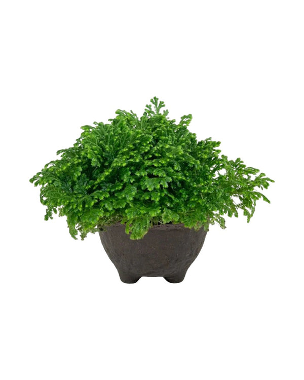 Selaginella Jori - wabi sabi coal planter - Potted plant - Tumbleweed Plants - Online Plant Delivery Singapore