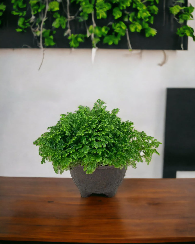 Selaginella Jori - wabi sabi coal planter - Potted plant - Tumbleweed Plants - Online Plant Delivery Singapore