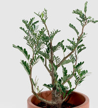 Senna Meridionalis (Japan) - Gifting plant - Tumbleweed Plants - Online Plant Delivery Singapore