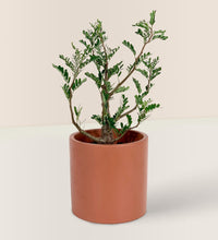 Senna Meridionalis (Japan) - Gifting plant - Tumbleweed Plants - Online Plant Delivery Singapore