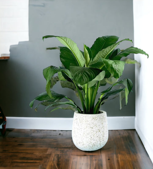 Sensation Peace Lily paired in little tulip pots - white