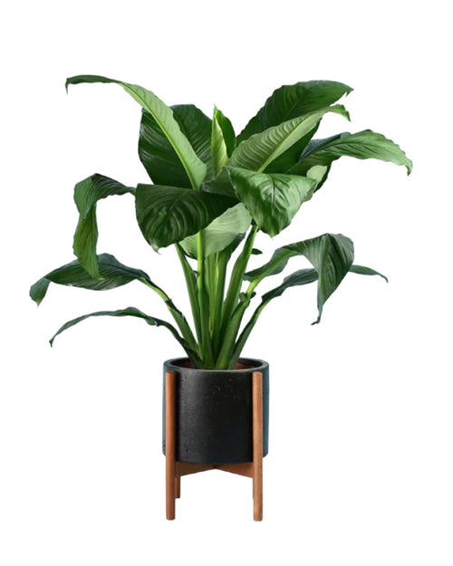 Sensation Peace Lily paired with mid century plant stand - black/large