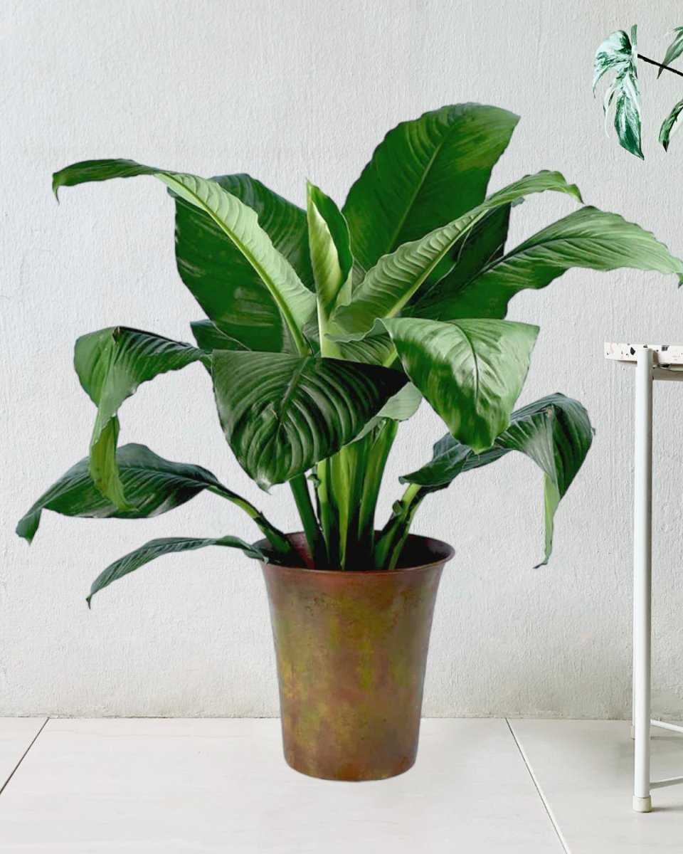 Sensation Peace Lily - rusty pot - large - Potted plant - Tumbleweed Plants - Online Plant Delivery Singapore