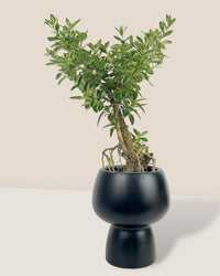 Serissa Japonica 'Snow Rose' - black ceramic sand pot - Potted plant - Tumbleweed Plants - Online Plant Delivery Singapore