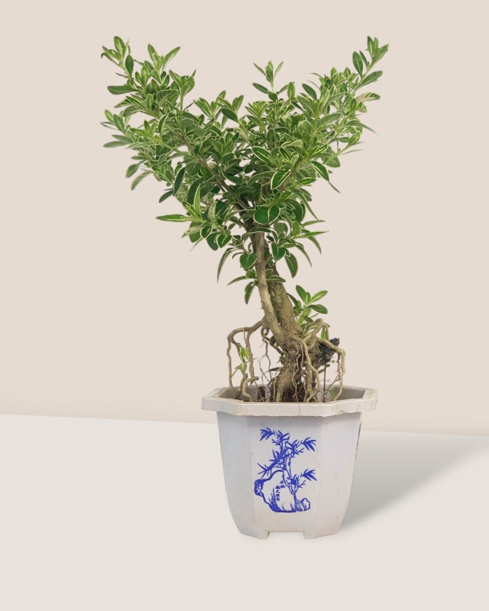 Serissa Japonica 'Snow Rose' - grow pot - Potted plant - Tumbleweed Plants - Online Plant Delivery Singapore