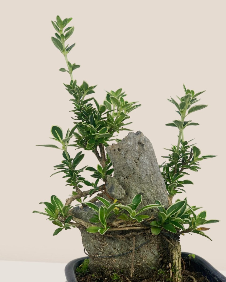 Serissa Japonica 'Snow Rose' in Pot - blue pot - Potted plant - Tumbleweed Plants - Online Plant Delivery Singapore