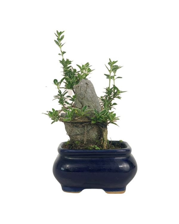 Serissa Japonica 'Snow Rose' in Pot - with stone - Potted plant - Tumbleweed Plants - Online Plant Delivery Singapore