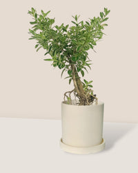 Serissa Japonica 'Snow Rose' - white flour planter - cylinder - Potted plant - Tumbleweed Plants - Online Plant Delivery Singapore