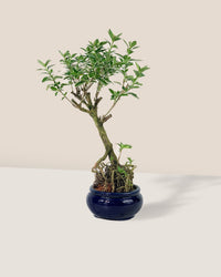 Serissa Japonioca 'Snow Rose' - blue pot - Potted plant - Tumbleweed Plants - Online Plant Delivery Singapore