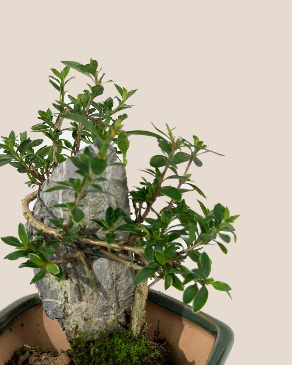 Serissa Japonioca 'Snow Rose' - olive pot - Potted plant - Tumbleweed Plants - Online Plant Delivery Singapore