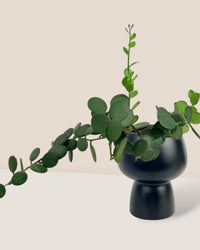 Silver Dollar Vine - black ceramic sand pot - Potted plant - Tumbleweed Plants - Online Plant Delivery Singapore