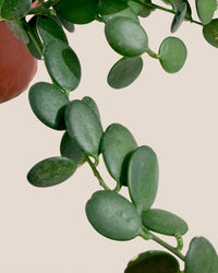 Silver Dollar Vine - brindle pot - standard/white - Potted plant - Tumbleweed Plants - Online Plant Delivery Singapore