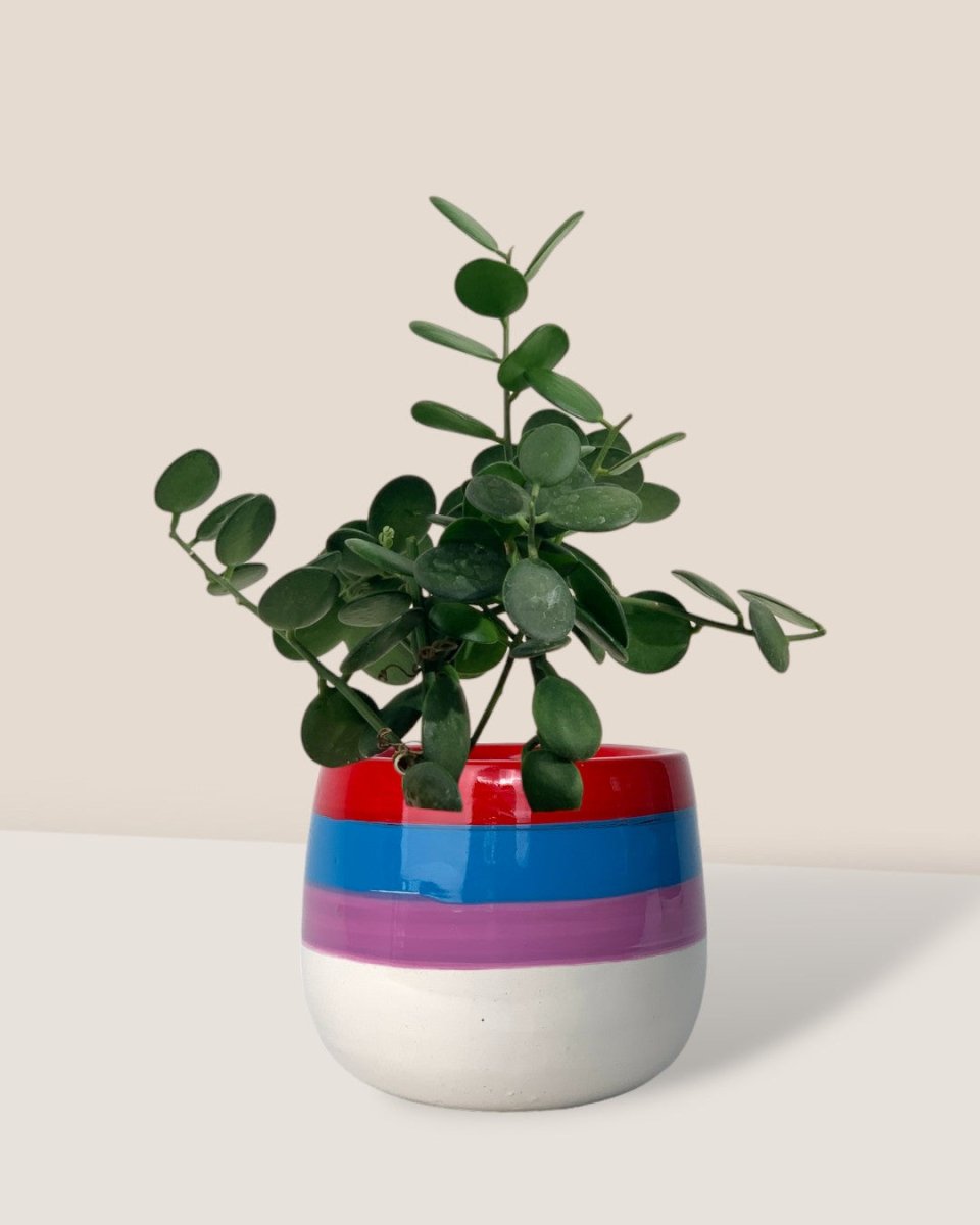 Silver Dollar Vine - poppy color planters - rapunzel - Potted plant - Tumbleweed Plants - Online Plant Delivery Singapore