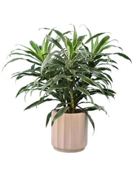 Silver Striped Dracaena - Roman Planter Almond - Potted plant - Tumbleweed Plants - Online Plant Delivery Singapore