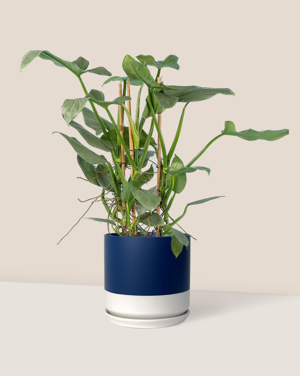 Silver Sword Philodendron - blue white two tone pot - Just plant - Tumbleweed Plants - Online Plant Delivery Singapore