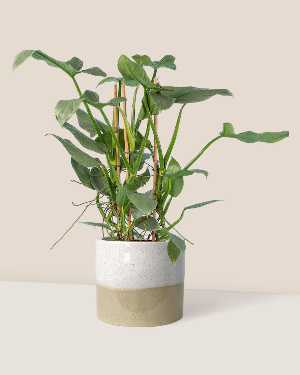 Silver Sword Philodendron - cream two tone planter - Just plant - Tumbleweed Plants - Online Plant Delivery Singapore