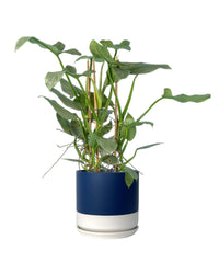 Silver Sword Philodendron - egg pot - small/grey - Just plant - Tumbleweed Plants - Online Plant Delivery Singapore