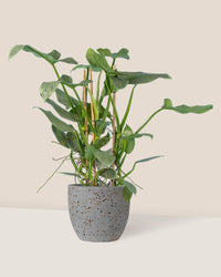 Silver Sword Philodendron - egg pot - small/grey - Just plant - Tumbleweed Plants - Online Plant Delivery Singapore