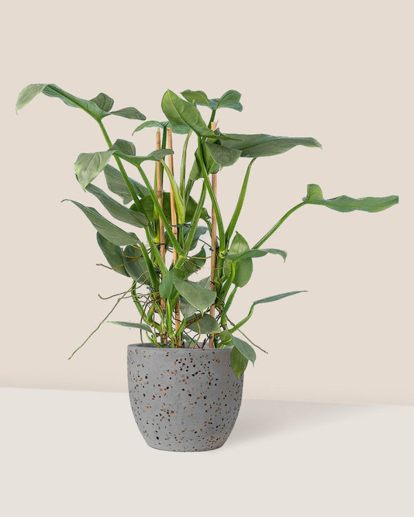 Silver Sword Philodendron paired with egg pot - small/grey