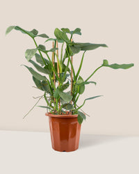 Silver Sword Philodendron - grow pot - Just plant - Tumbleweed Plants - Online Plant Delivery Singapore