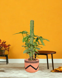 Silver Sword Philodendron with cocostick - charlie pot - Potted plant - Tumbleweed Plants - Online Plant Delivery Singapore