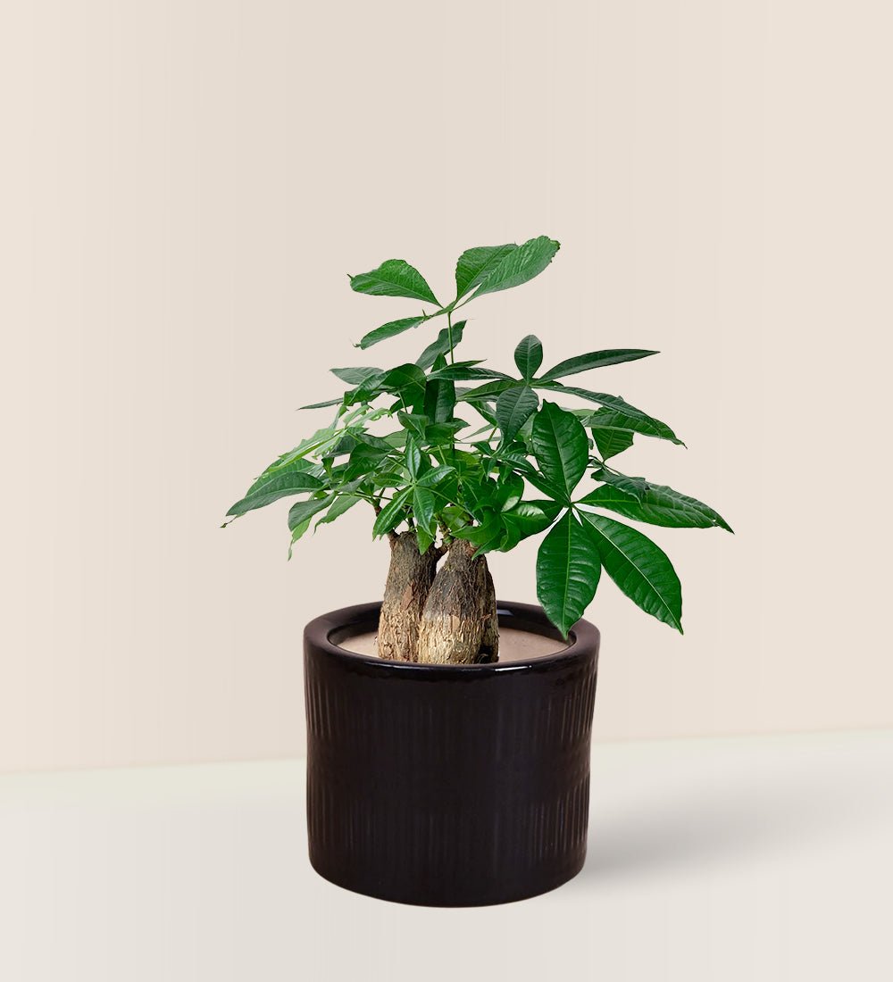 Skyrocket Money Tree - pocky pot - black - Gifting plant - Tumbleweed Plants - Online Plant Delivery Singapore