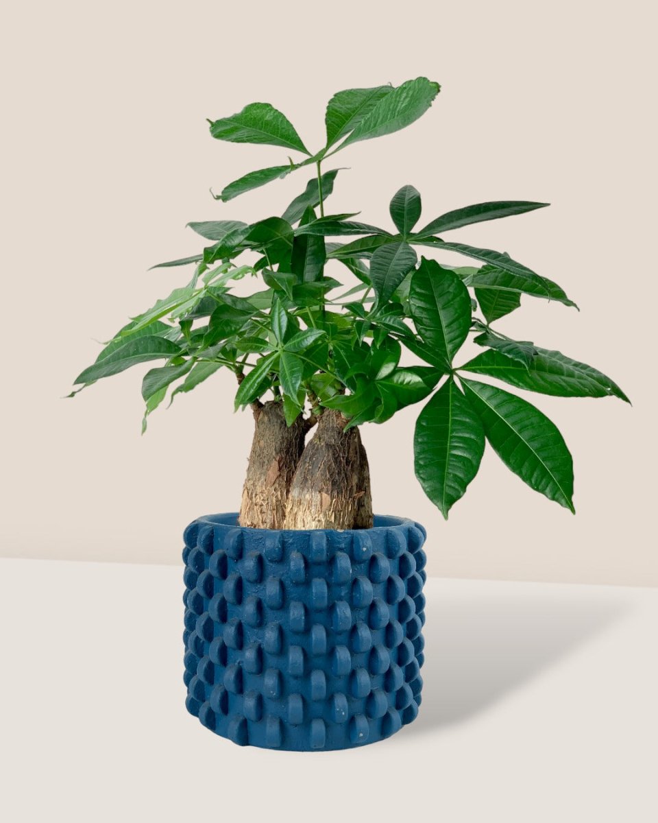 Skyrocket Money Tree - carter planters - small - Gifting plant - Tumbleweed Plants - Online Plant Delivery Singapore