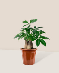 Skyrocket Money Tree - grow pot - Gifting plant - Tumbleweed Plants - Online Plant Delivery Singapore